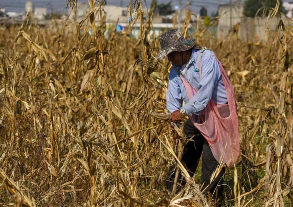 jornaleros-agricolas-de-bc-sinaloa-y-sonora-sufren-precariedad