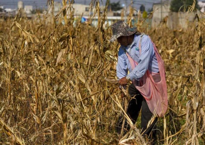 jornaleros-agricolas-de-bc-sinaloa-y-sonora-sufren-precariedad