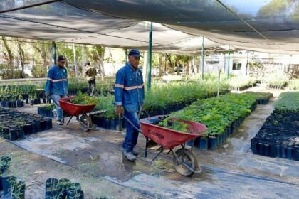Donará Ayuntamiento de Hermosillo árboles nativos en el Vivero Municipal