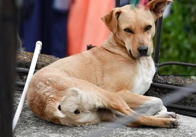 Proponen-en-CDMX-dar-tres-dias-de-permiso-laboral-por-muerte-de-mascotas-2 (1)