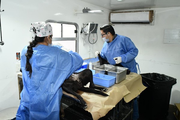 esterilización de mascotas
