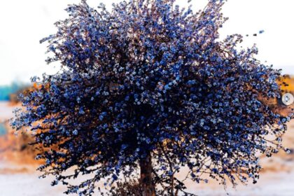 paloverde azul