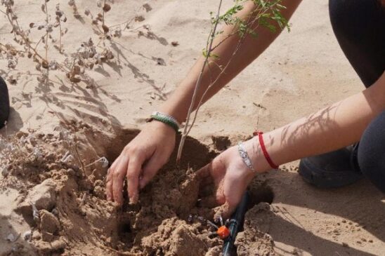 reforestacion delta riocolorado