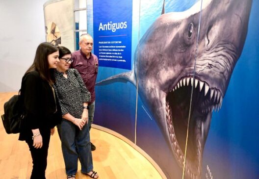 tiburones