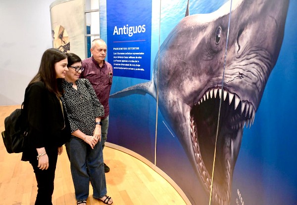 tiburones